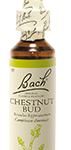 Fleur de Bach n°7 - Chesnut Bud