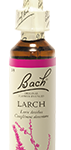 Fleur de Bach n°19 - Larch